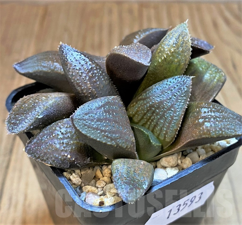 SH13593 Haworthia 'Chocolate' hybrid - Image 2