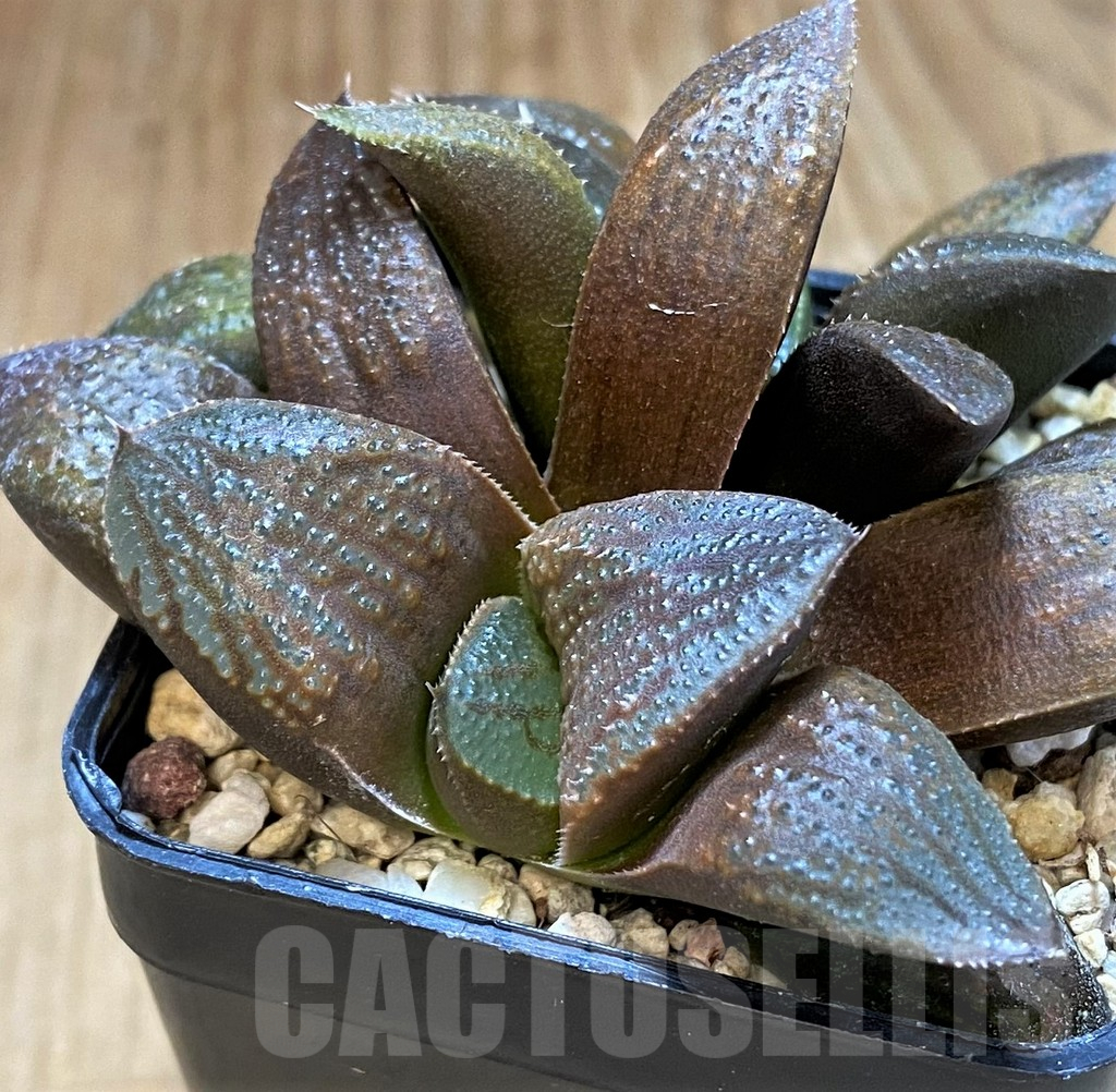 SH13593 Haworthia 'Chocolate' hybrid