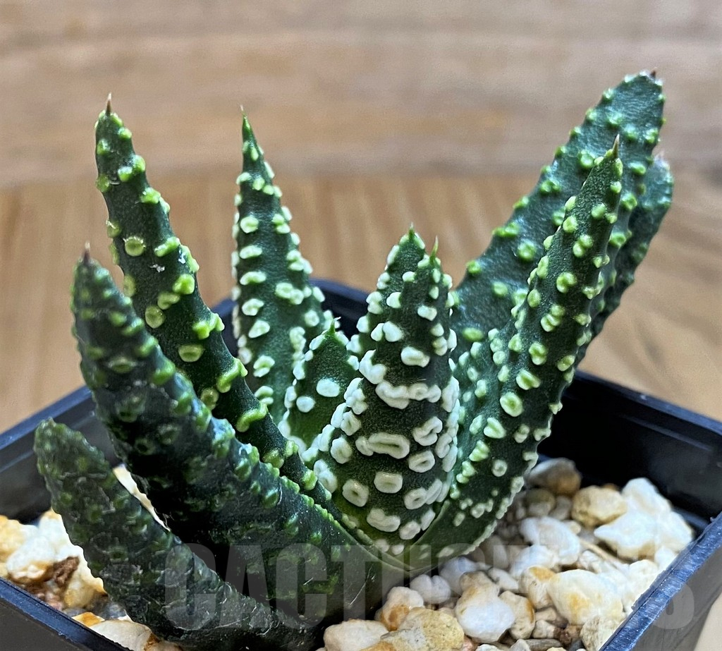 SH13594 Haworthia pumila 'Donut'