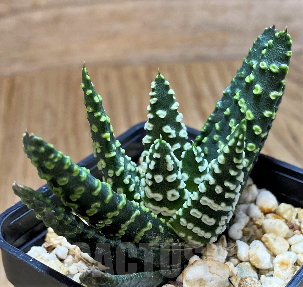 SH13594 Haworthia pumila 'Donut' - 画像 (2)
