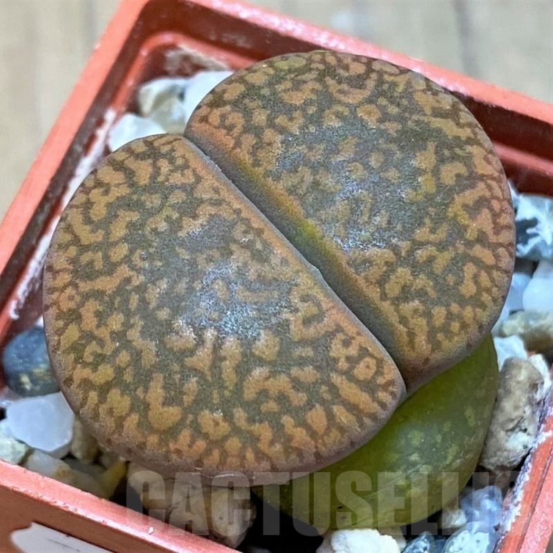 SH13647 Lithops aucampiae C298