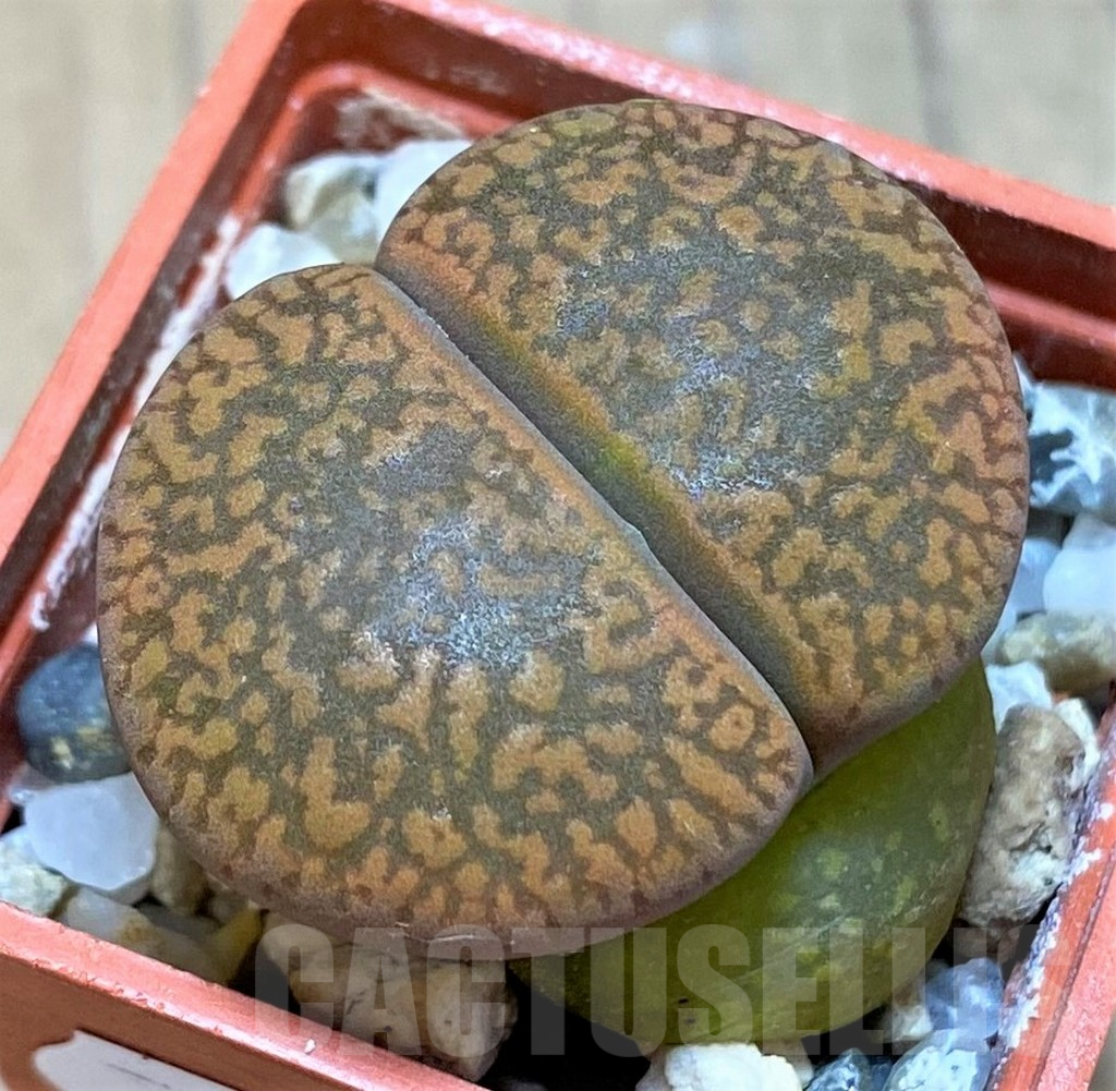 SH13647 Lithops aucampiae C298