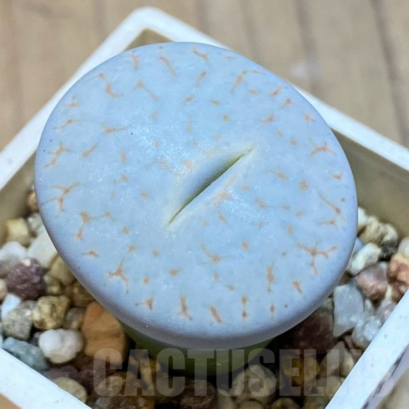 SH13649 Lithops pseudotruncatella ssp. volkii