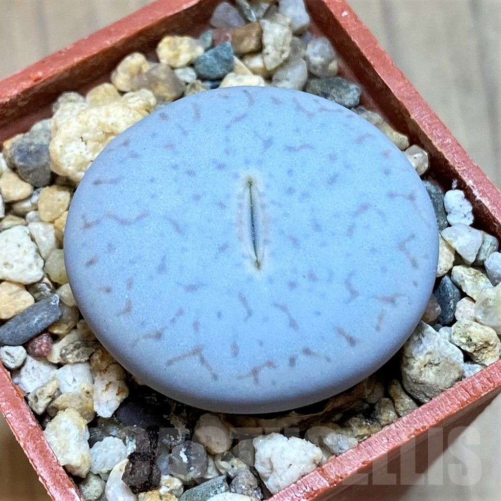 SH13650 Lithops pseudotruncatella ssp. volkii