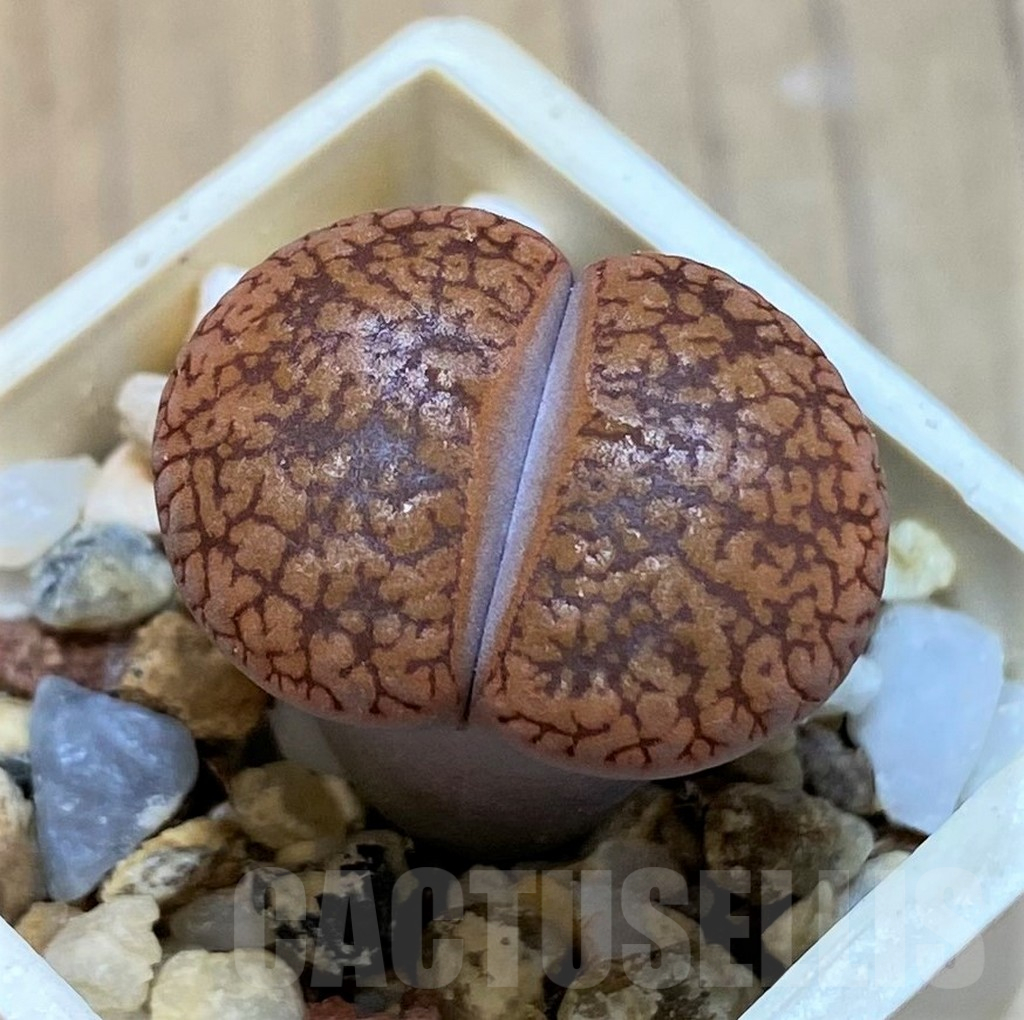 SH13651 Lithops aucampiae v. koelemanii SH1648