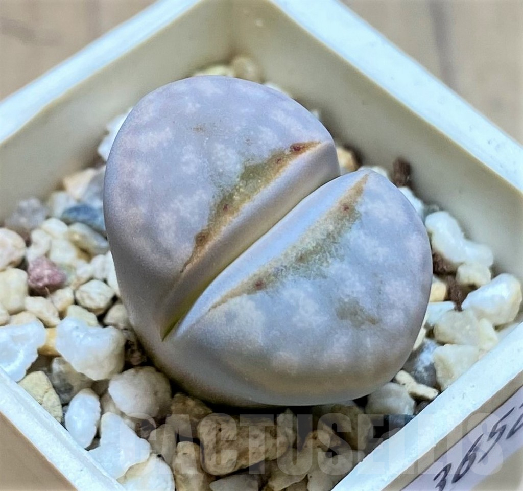 SH13652 Lithops julii 'Hot Lips'