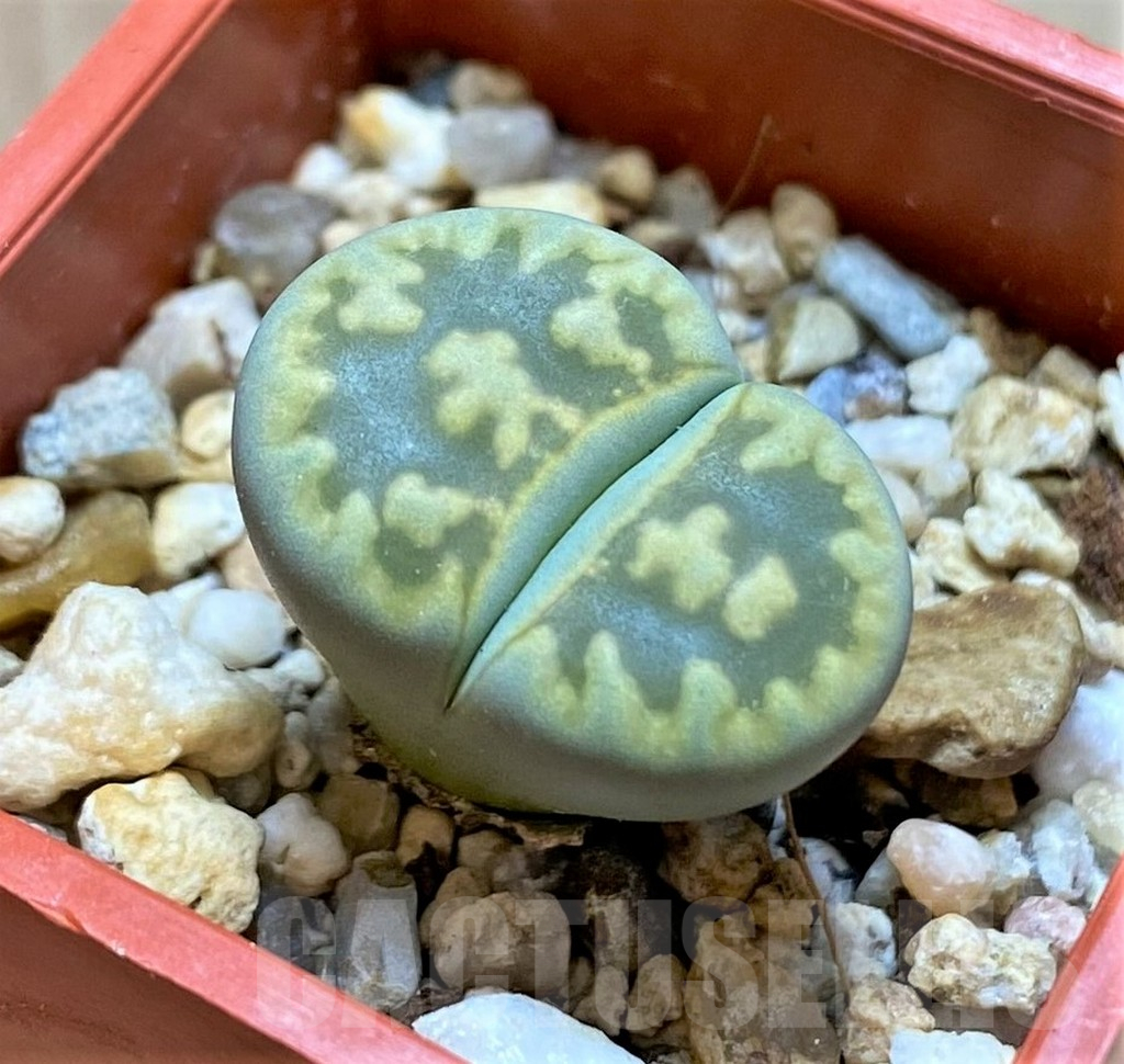SH13653 Lithops bella ‘Green vermilion’