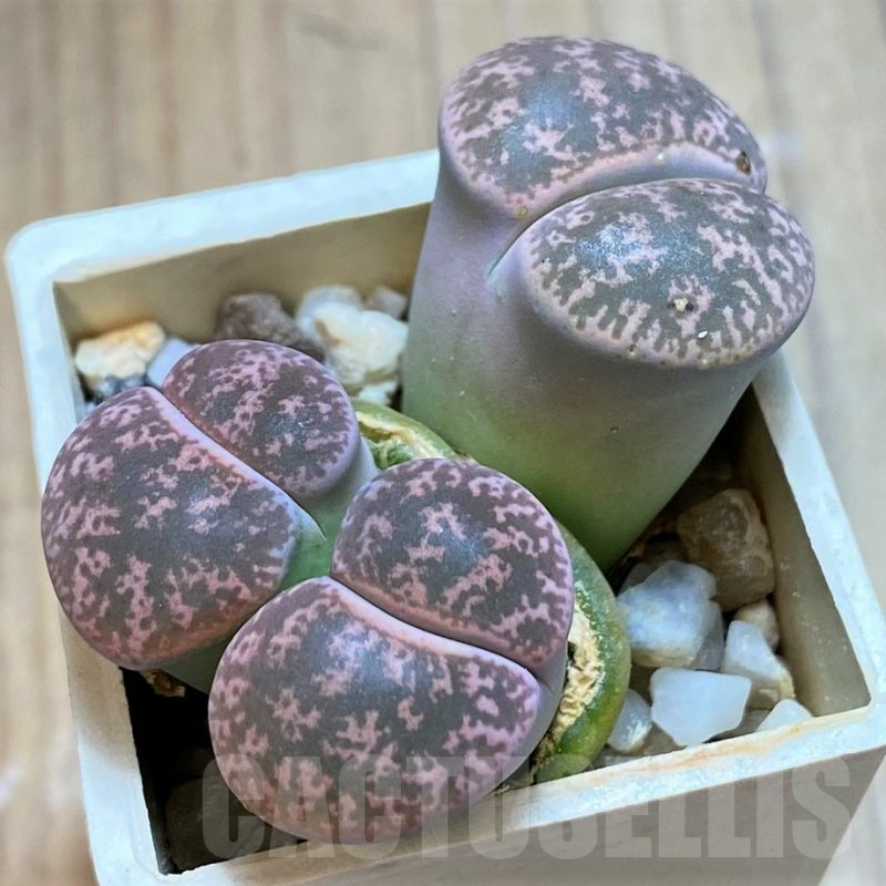 SH13654 Lithops lesliei f. grey C009, SH1740