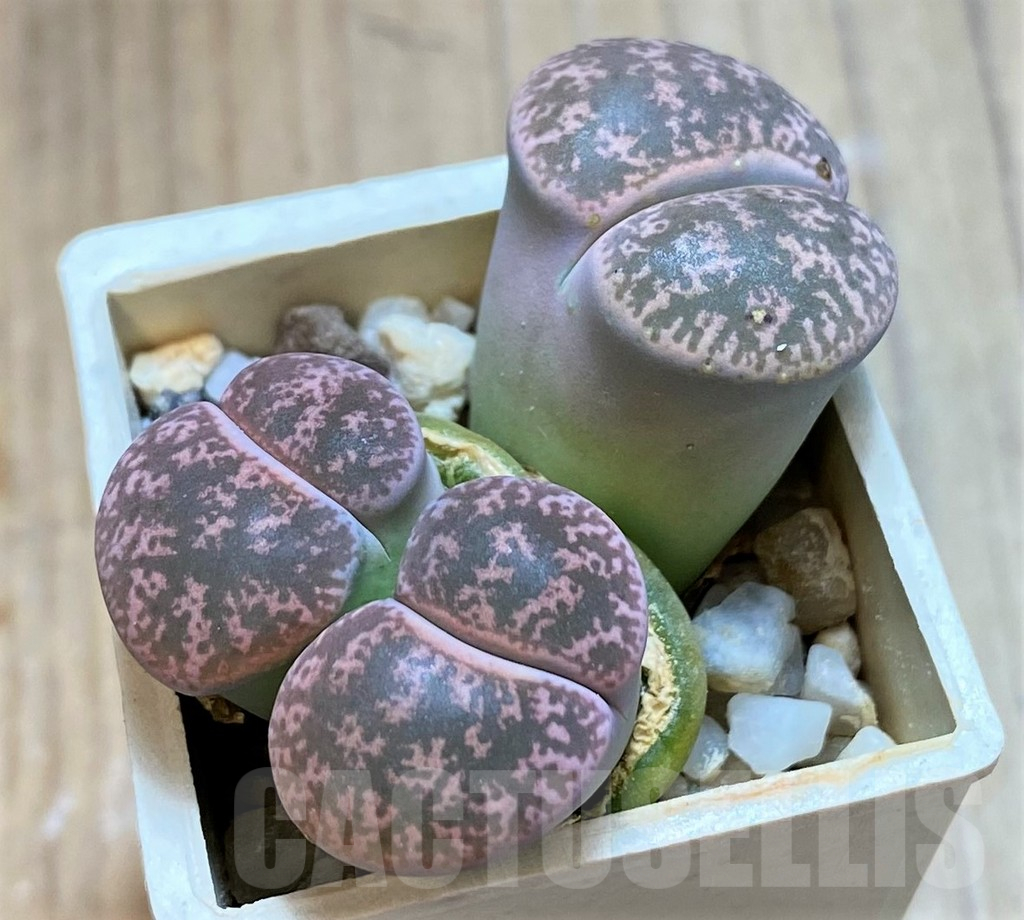 SH13654 Lithops lesliei f. grey C009, SH1740