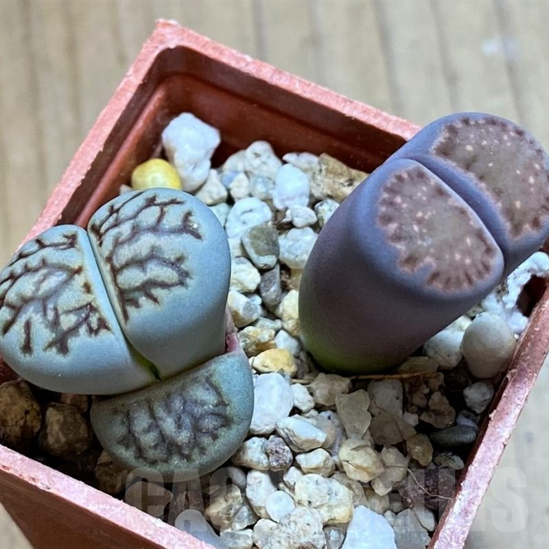 SH13655 Lithops julii ‘Kikushogyoku’, Lithops salicola ‘Sato’s Violet’ hybrid