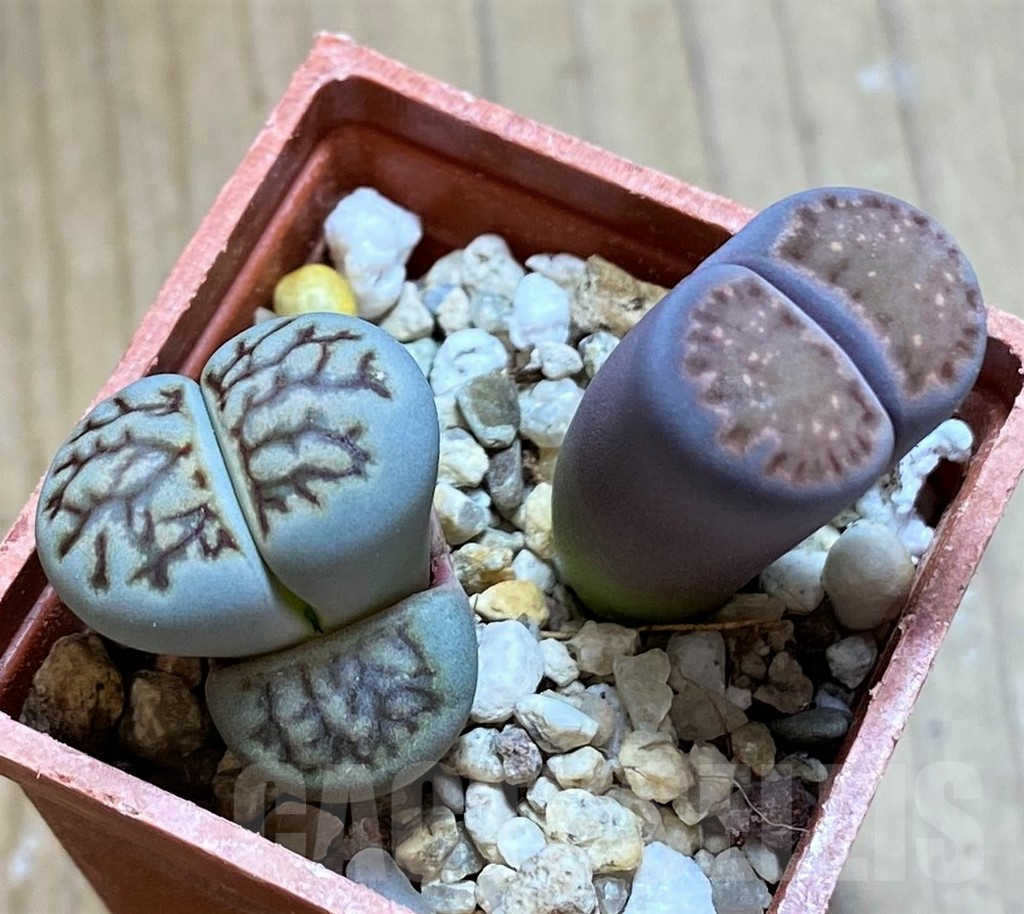 SH13655 Lithops julii ‘Kikushogyoku’, Lithops salicola ‘Sato’s Violet’ hybrid