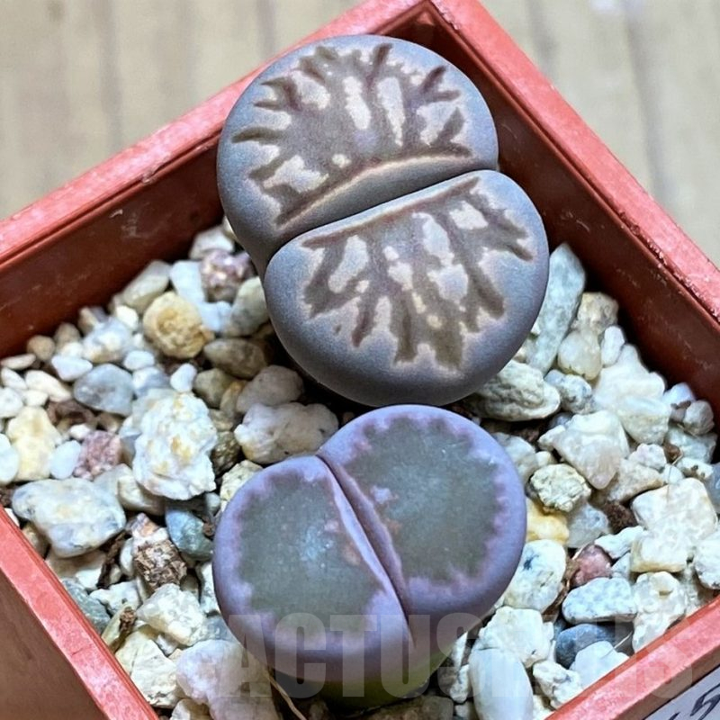 SH13656 Lithops julii ‘Kikushogyoku’, Lithops salicola ‘Sato’s Violet’ hybrid