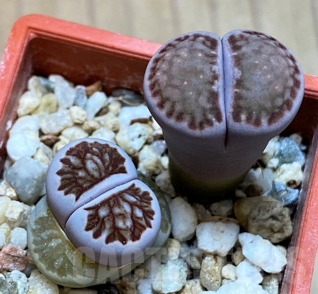 SH13657 Lithops julii ‘Kikushogyoku’, Lithops salicola ‘Sato’s Violet’ hybrid