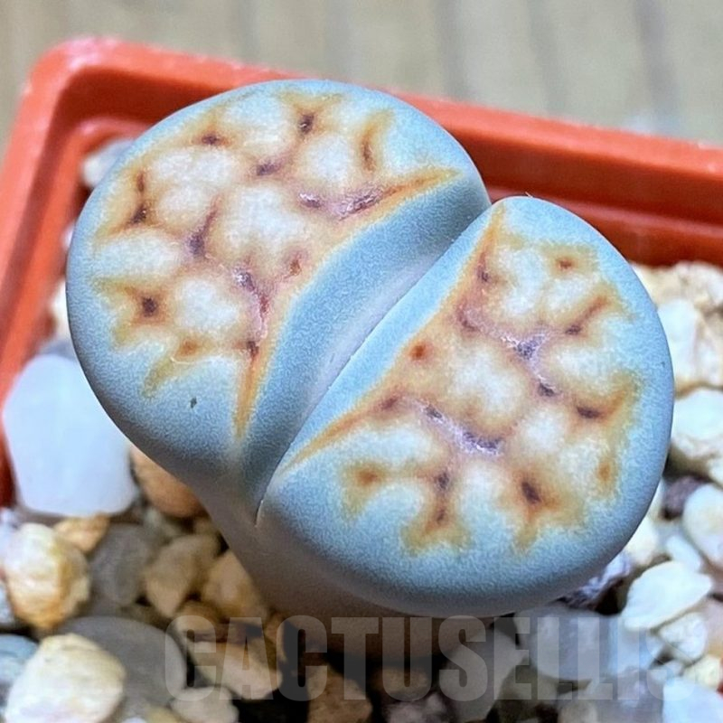 SH13658 Lithops karasmontana v. summitatum