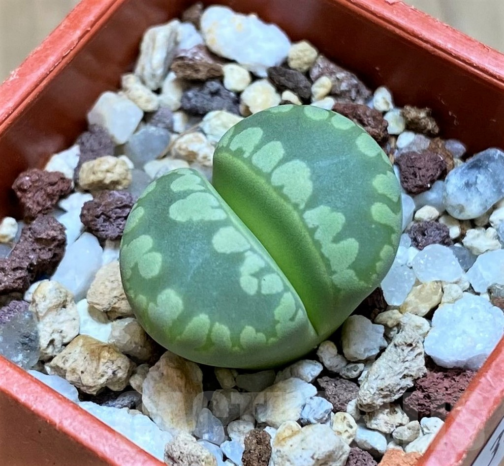SH13659 Lithops otzeniana 'Aquamarine'