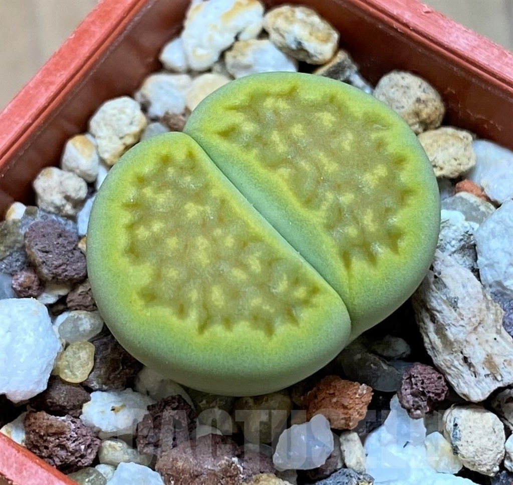 SH13660 Lithops hallii ochracea ‘Green Soapstone’