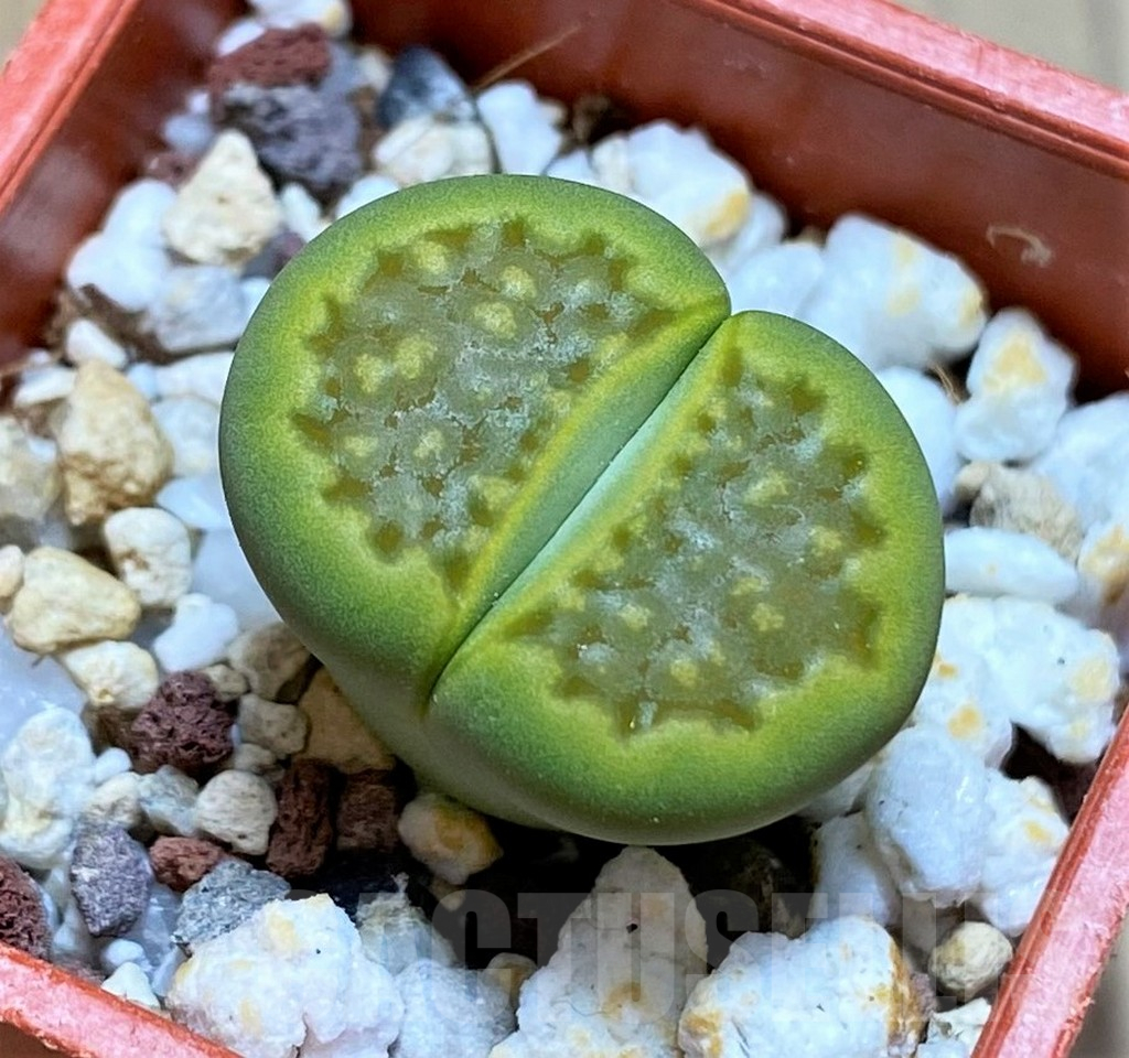 SH13661 Lithops hallii ochracea ‘Green Soapstone’