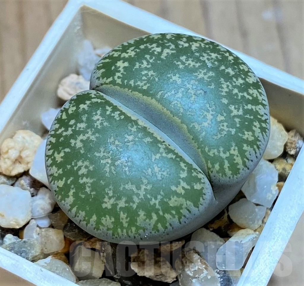 SH13662 Lithops lesliei 'luteoviridis' C020, SH1697
