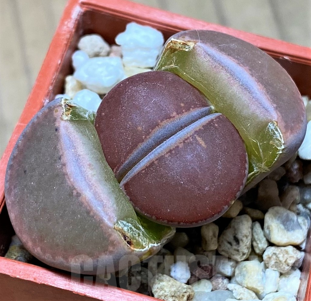 SH13663 Lithops aucampiae,ex Kokerboom Nursery