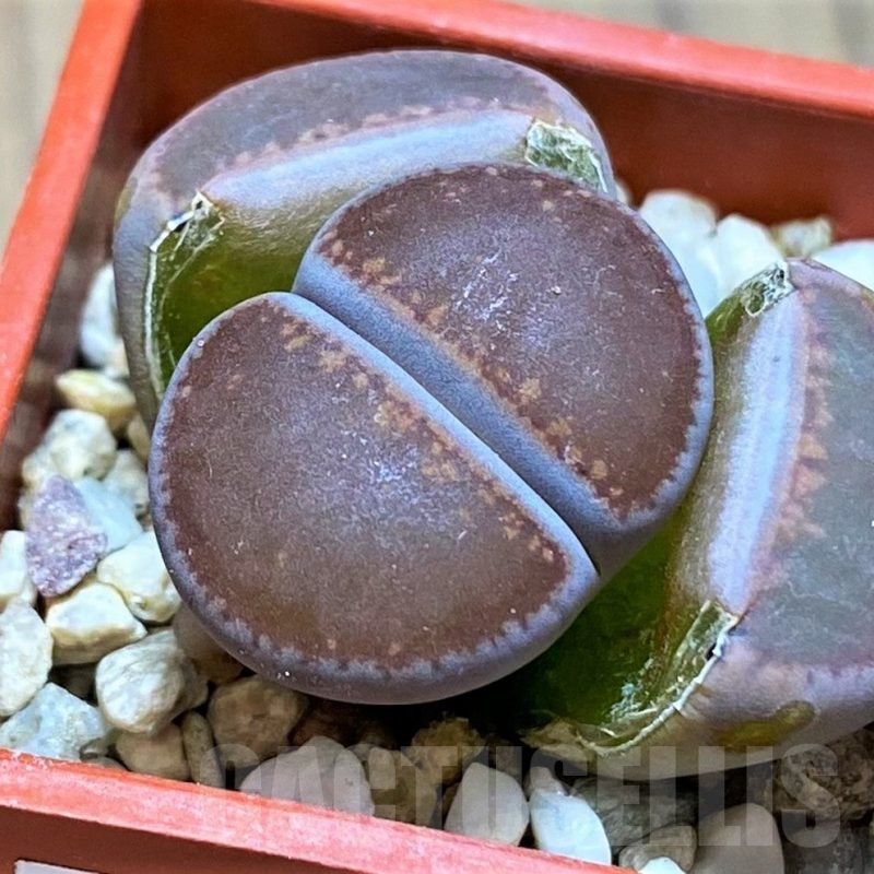 SH13664 Lithops aucampiae,ex Kokerboom Nursery