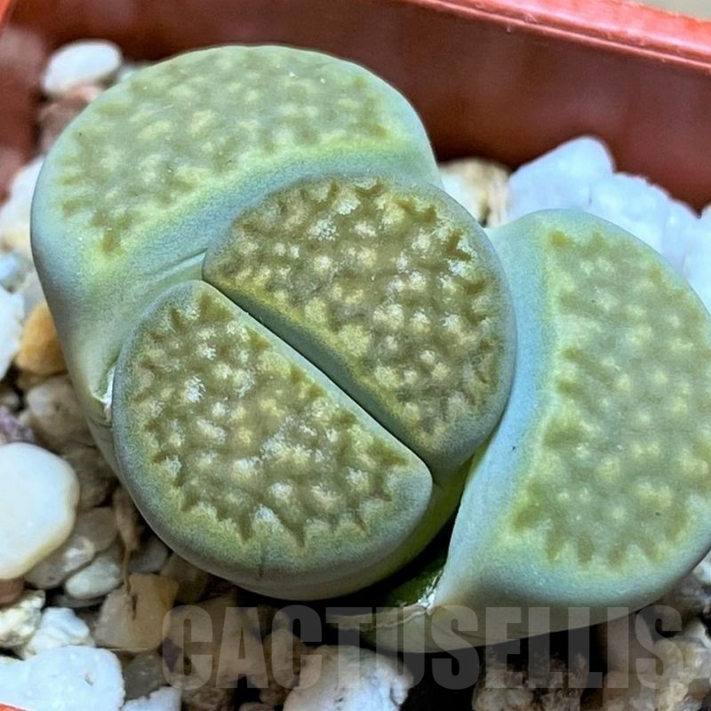 SH13666 Lithops hallii v. ochracea 'Green Soapstone' C111A