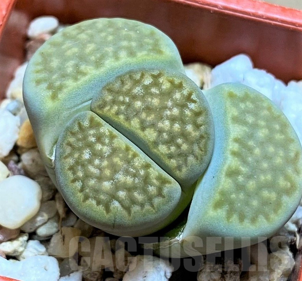 SH13666 Lithops hallii v. ochracea 'Green Soapstone' C111A