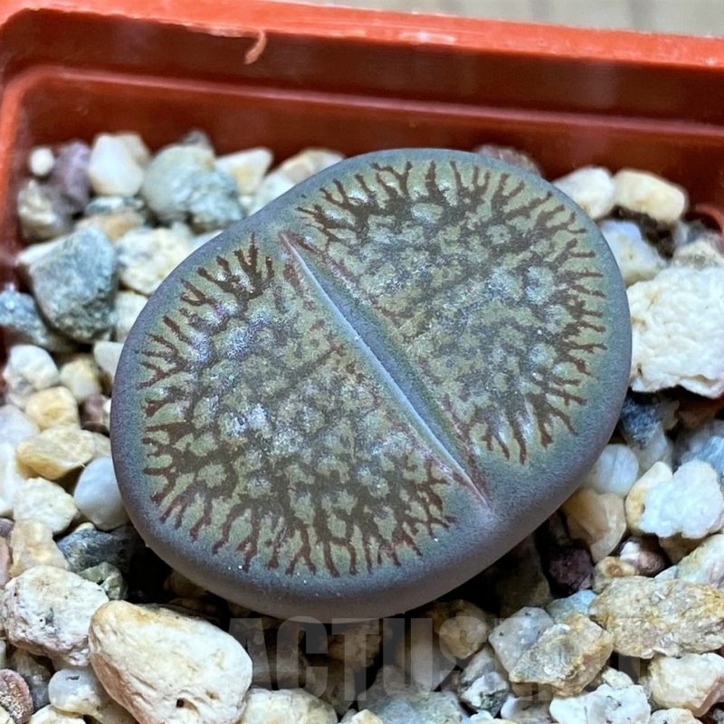 SH13667 Lithops aucampiae v. fluminalis C054