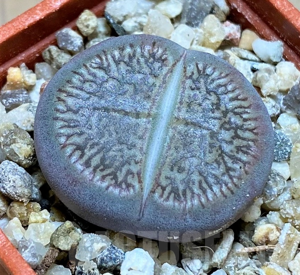SH13668 Lithops aucampiae v. fluminalis C054