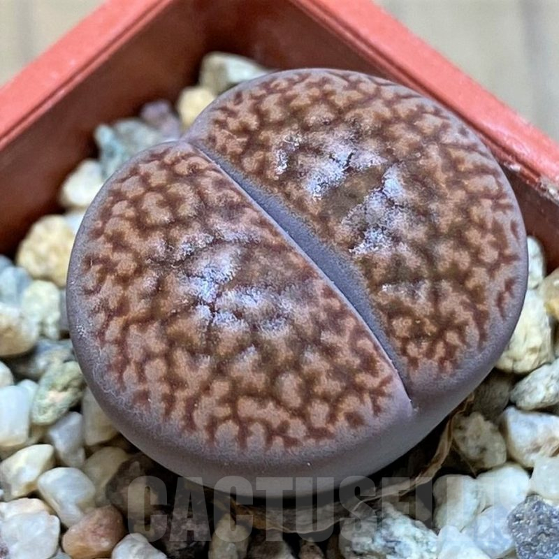 SH13669 Lithops hookeri v. marginata L9-56