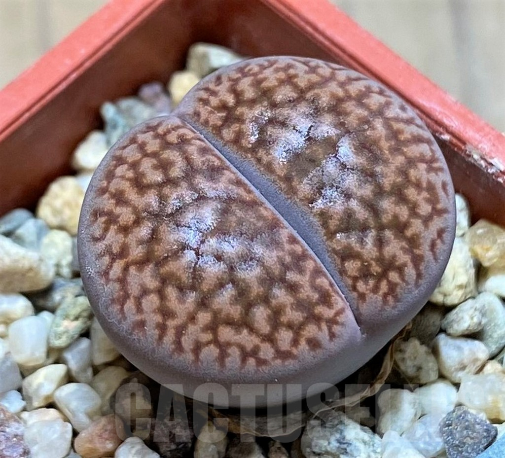 SH13669 Lithops hookeri v. marginata L9-56