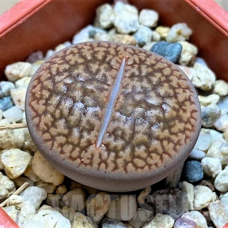 SH13670 Lithops hookeri v. marginata L9-56