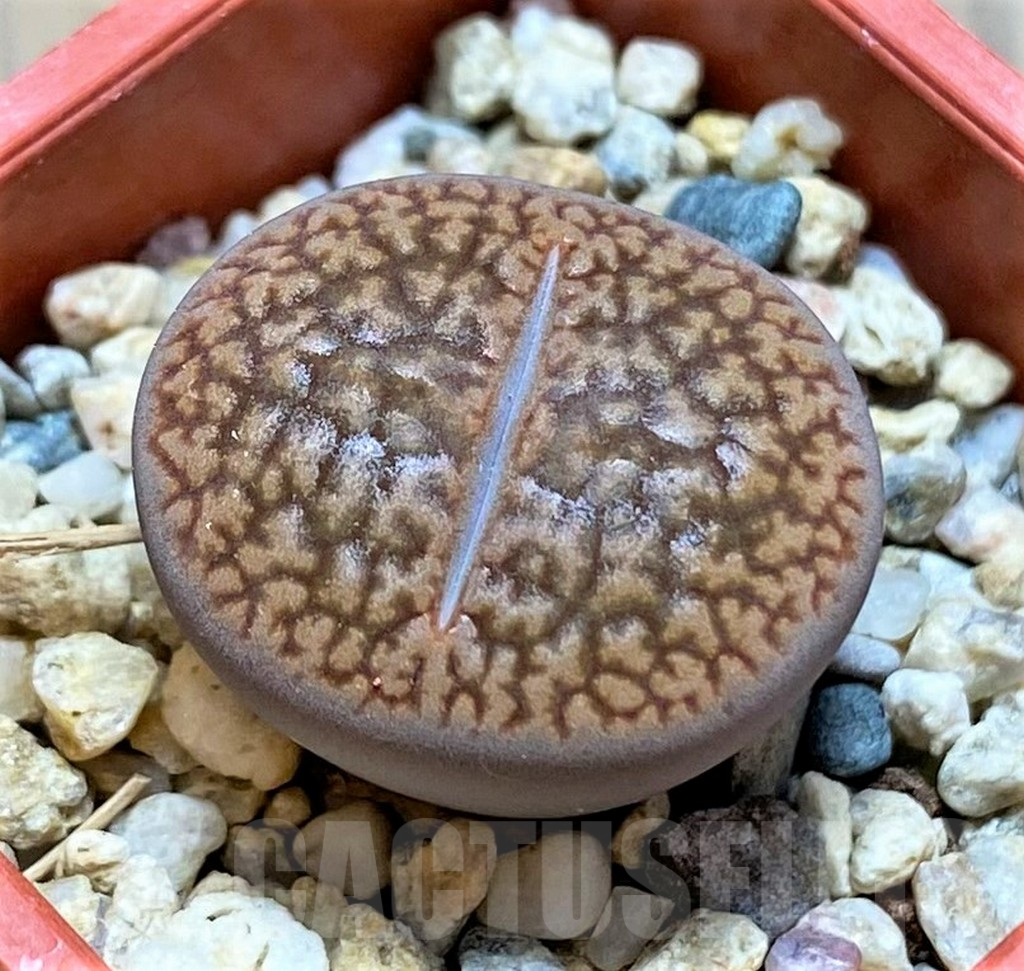 SH13670 Lithops hookeri v. marginata L9-56