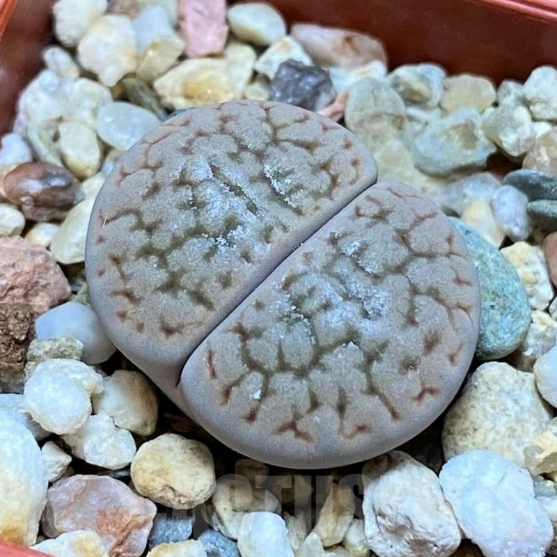 SH13671 Lithops hookeri v. marginata C089