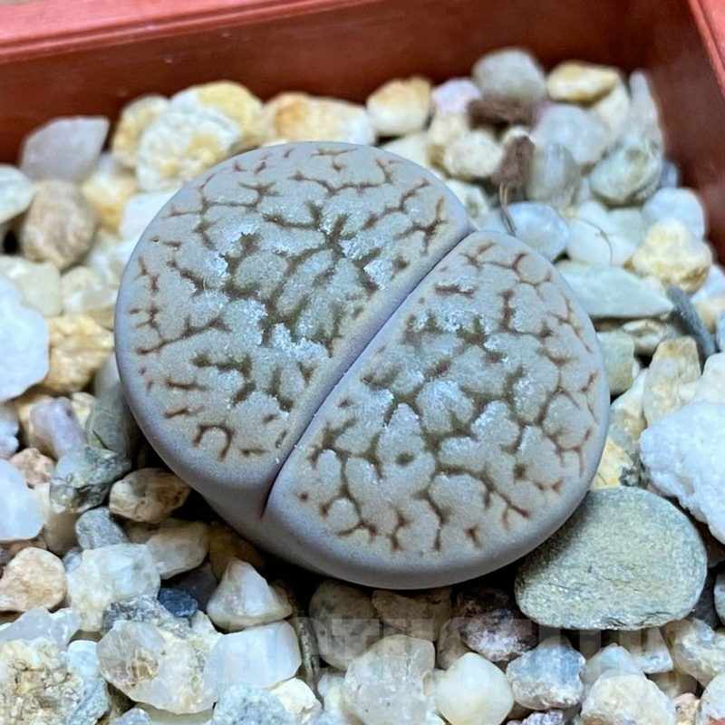 SH13672 Lithops hookeri v. susannae C091