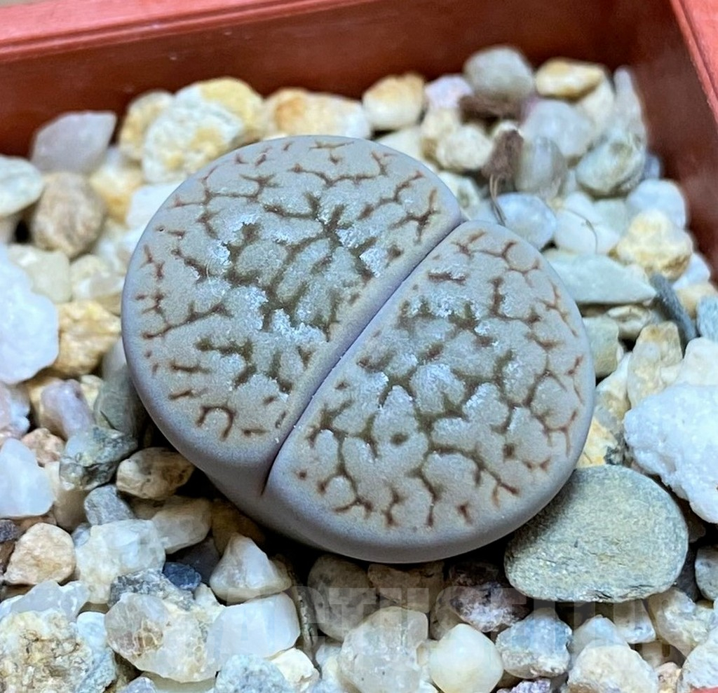 SH13672 Lithops hookeri v. susannae C091