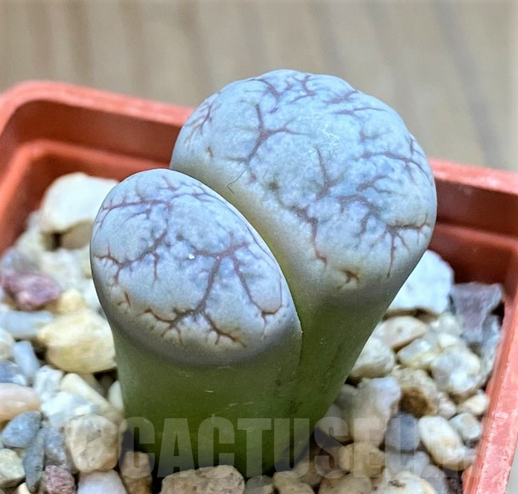SH13673 Lithops werneri C188