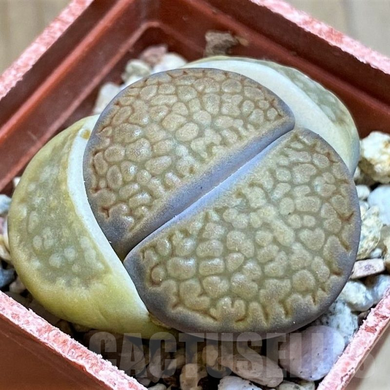 SH13675 Lithops halii L48-64
