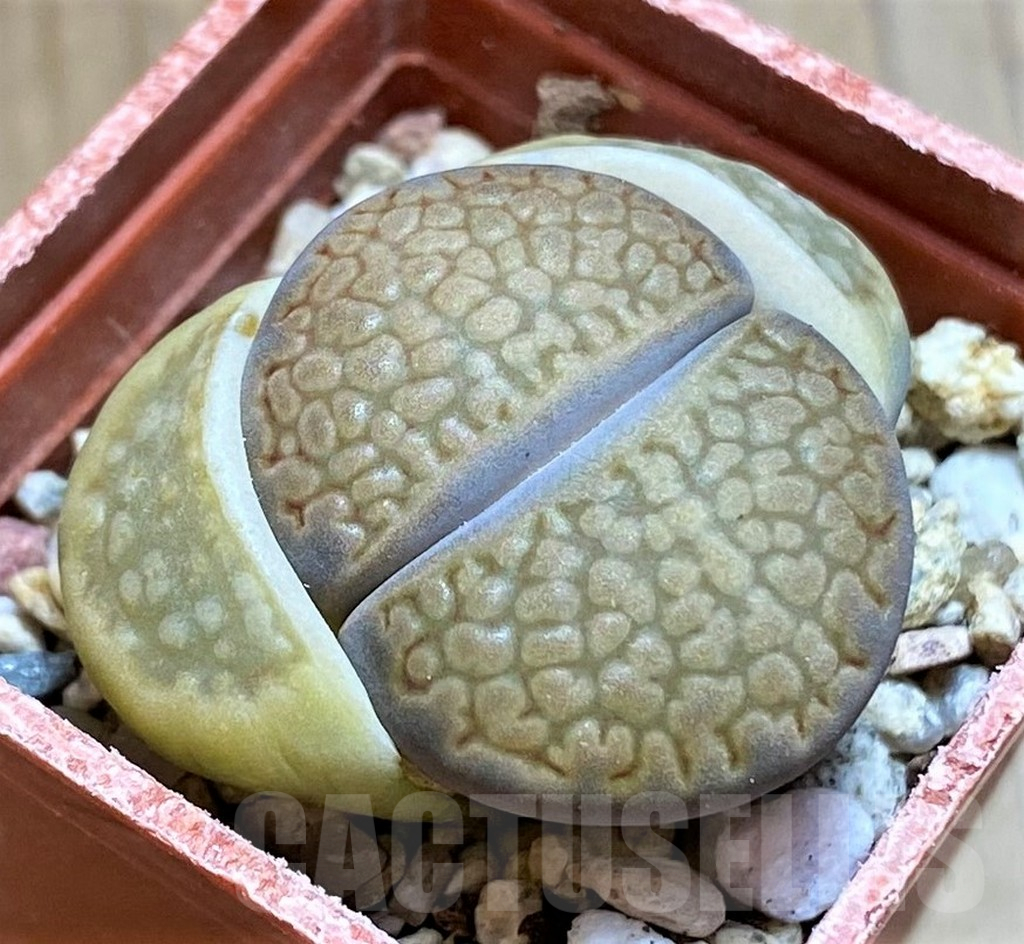 SH13675 Lithops halii L48-64
