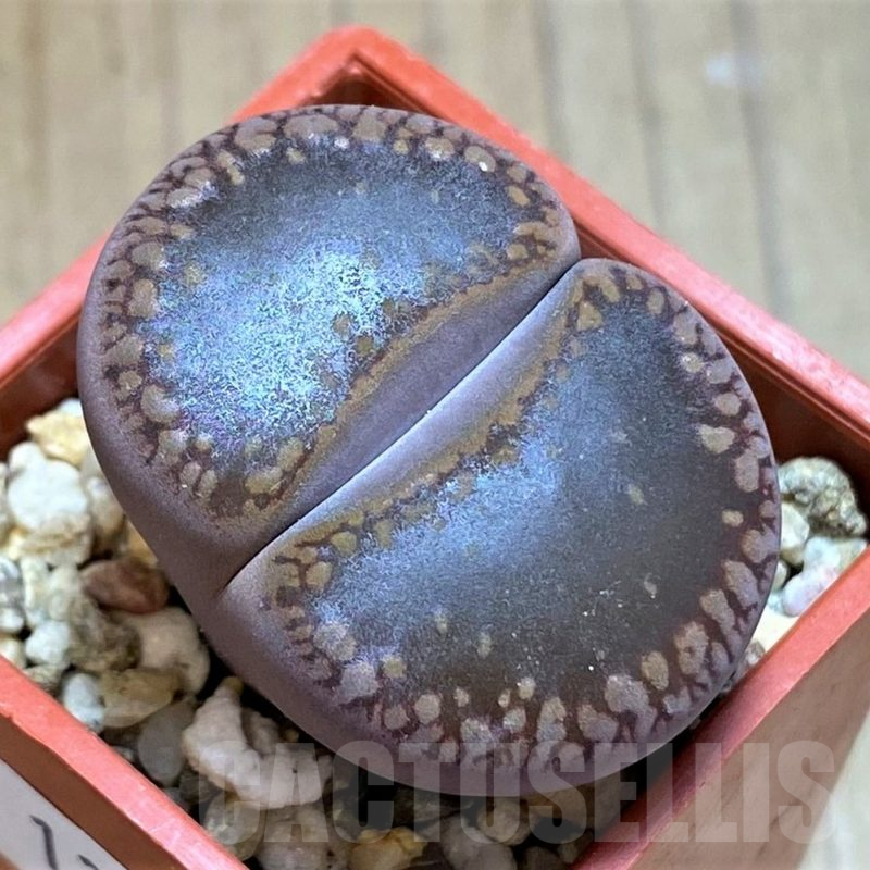 SH13676 Lithops aucampiae