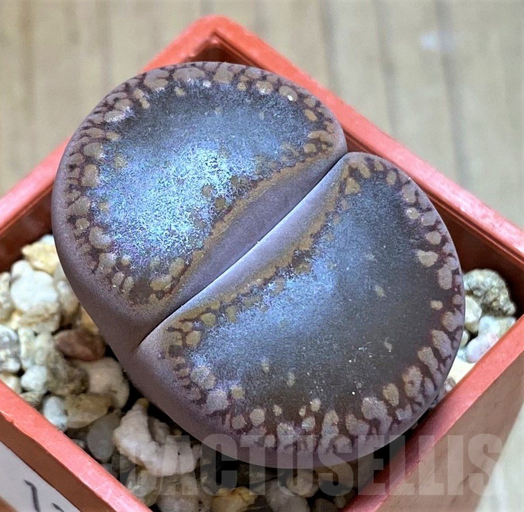 SH13676 Lithops aucampiae