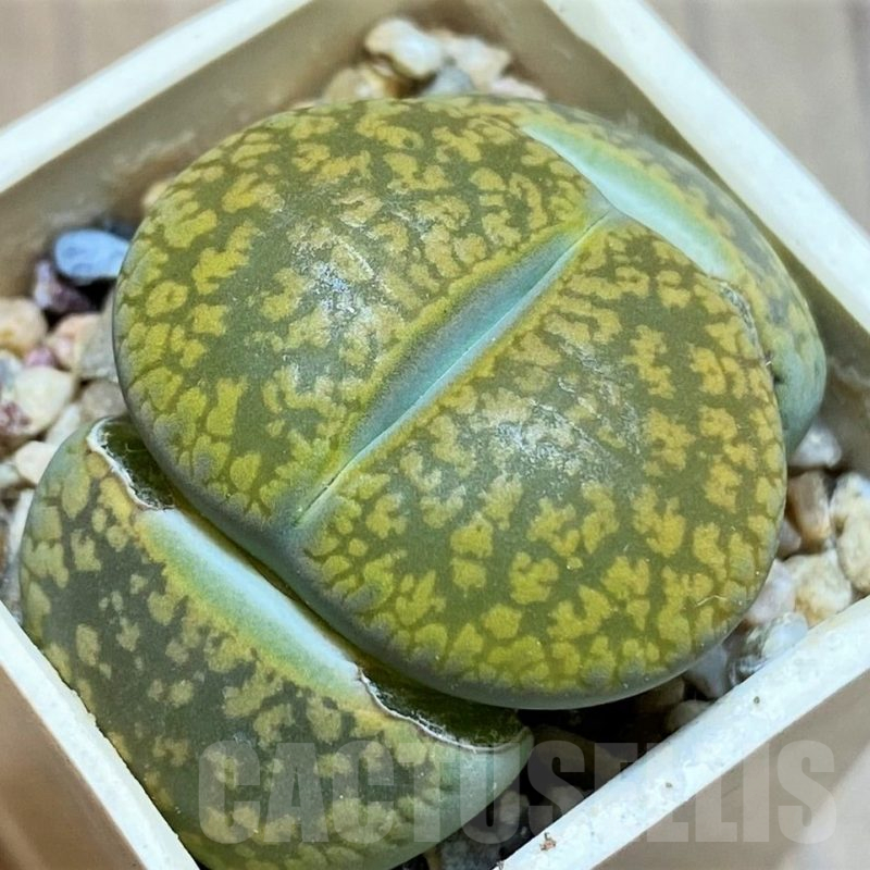 SH13677 Lithops aucampiae 'Jackson's Jade' C395