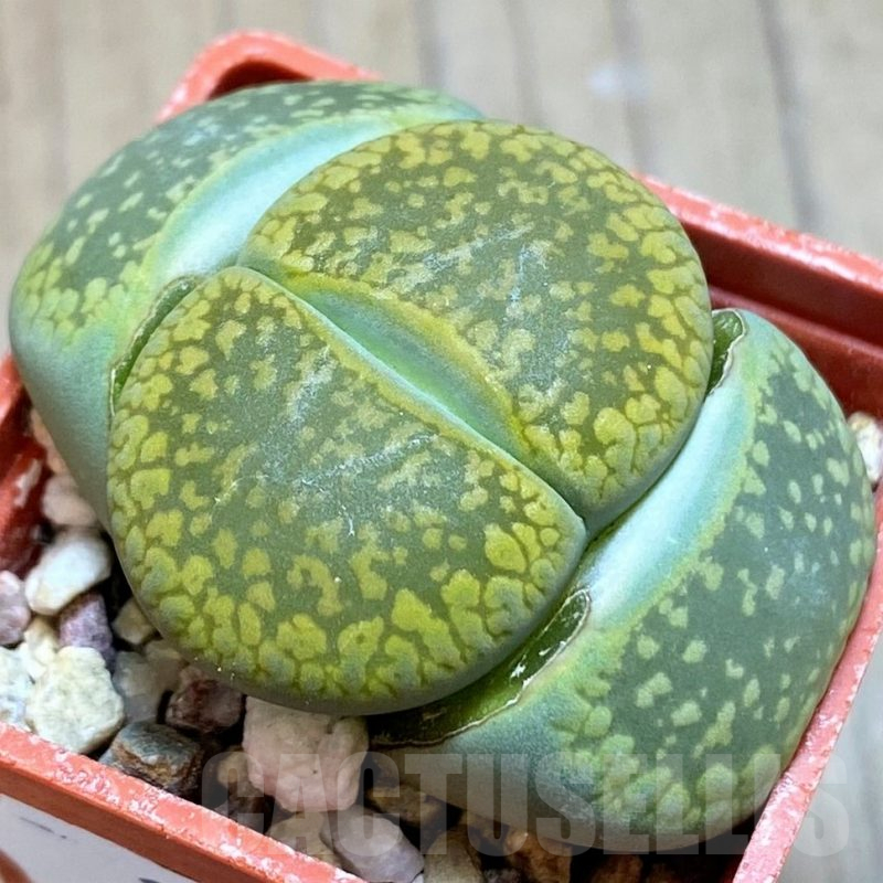 SH13678 Lithops aucampiae 'Jackson's Jade' C395