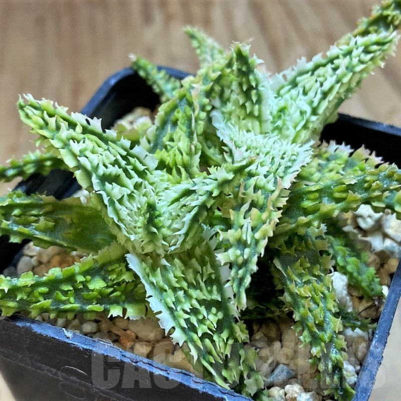 SH13623 Aloe TCT hybrid