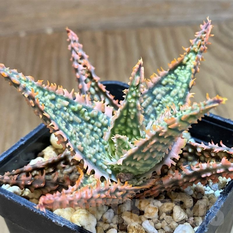 SH13624 Aloe TCT hybrid