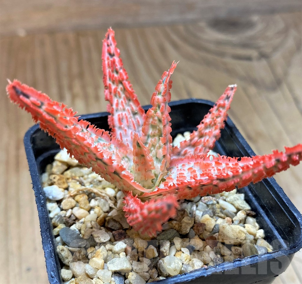 SH13627 Aloe TCT hybrid - Image 2