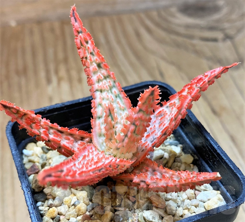 SH13627 Aloe TCT hybrid