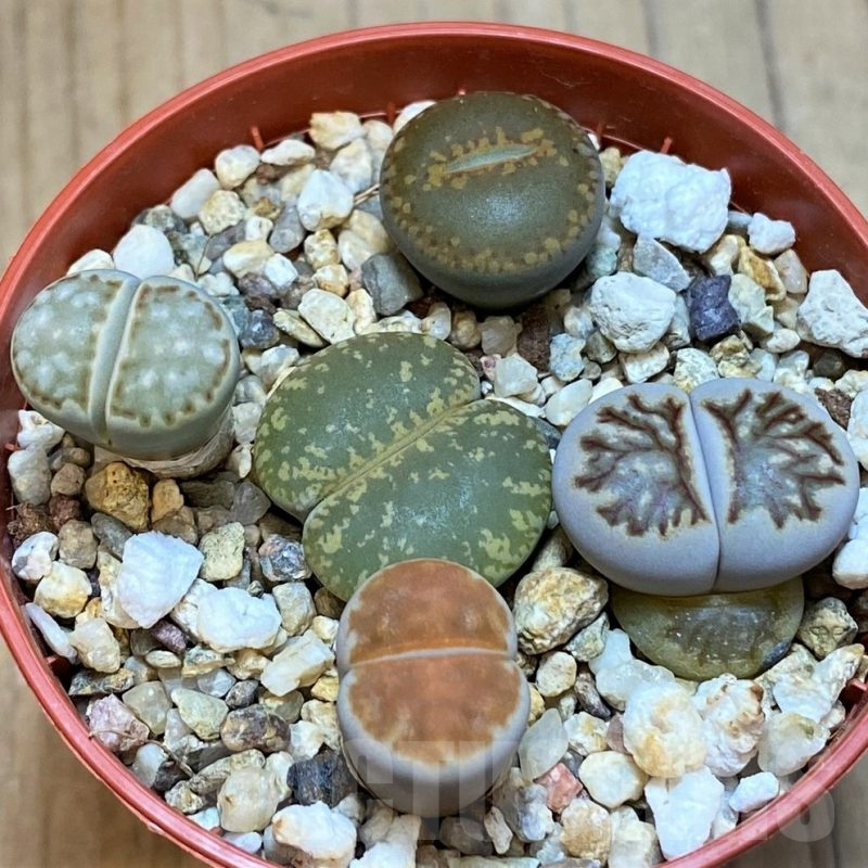 SH13629 Lithops mix