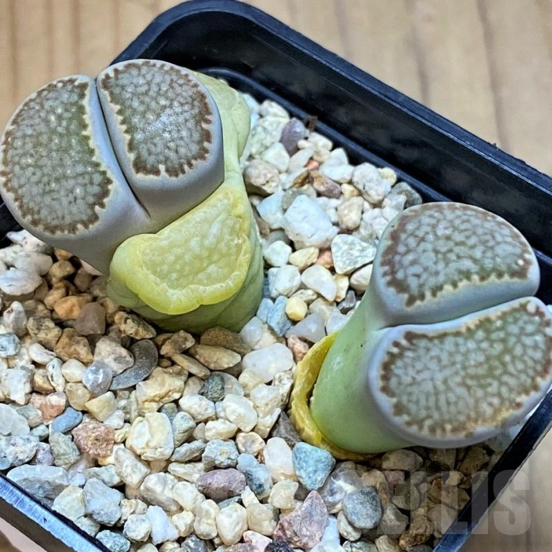 SH13631 Lithops halii