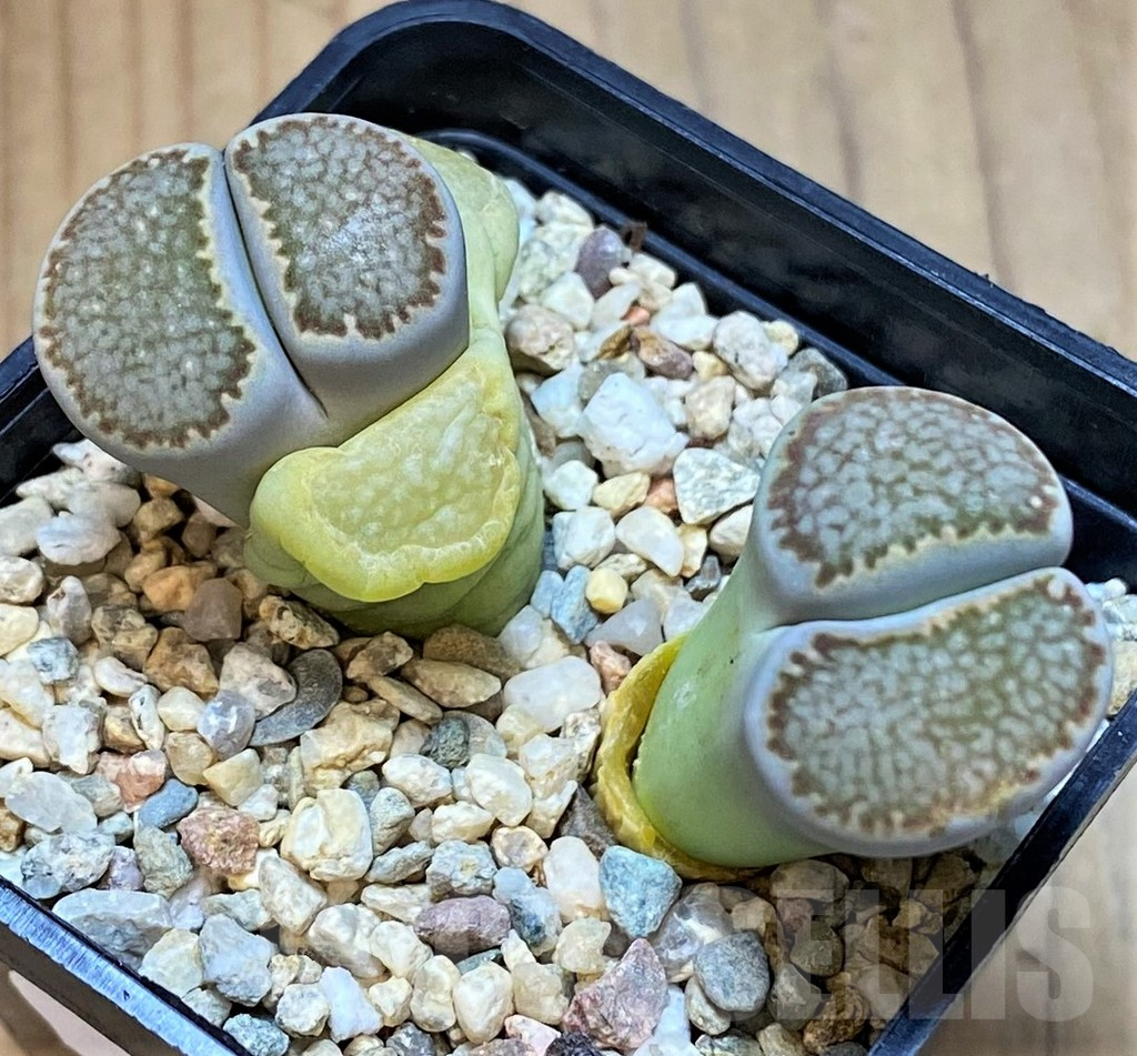 SH13631 Lithops halii