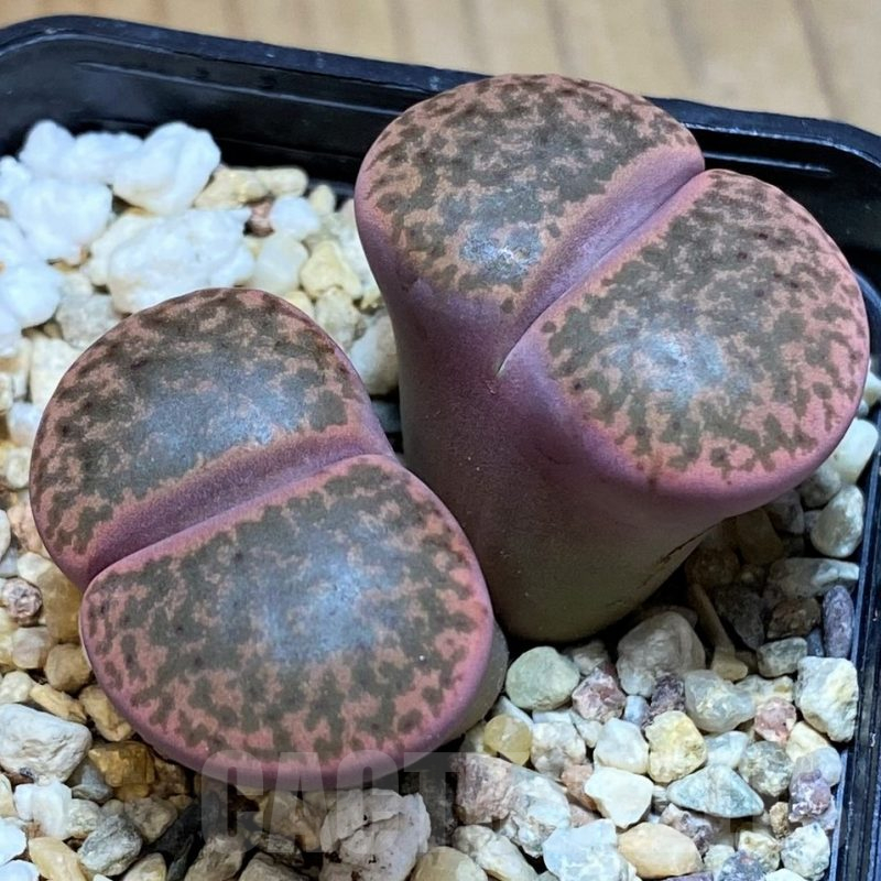 SH13632 Lithops bromfieldii v. glaudinae 'Embers' C393A